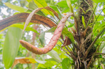 Naklejka premium Nature at Volcan Tenorio National Park