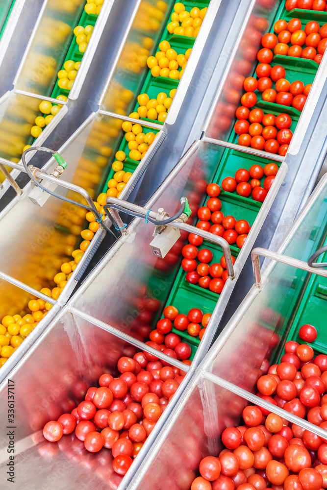 Wall mural fresh small tomatoes on a green conveyor belt in a greenhouse ready for further processing