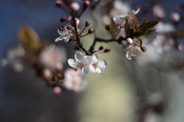 Obraz premium cherry blossom on a branch