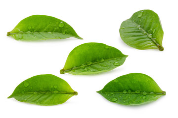 Closeup of fresh green leaf with water droplets on white background. Isolated and clipping path photo.