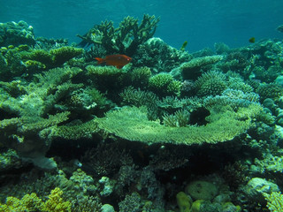 coral reef with fish