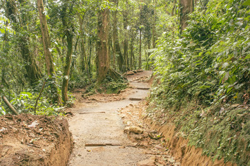 Forest path