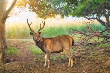 Naklejka na ściany i meble Male sambar (Rusa unicolor) deer walking in the forest. Sambar is large deer native to Indian subcontinent and listed as vulnerable spices. Ranthambore National Park, Rajasthan, India