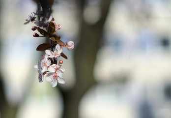 cherry blossom in spring