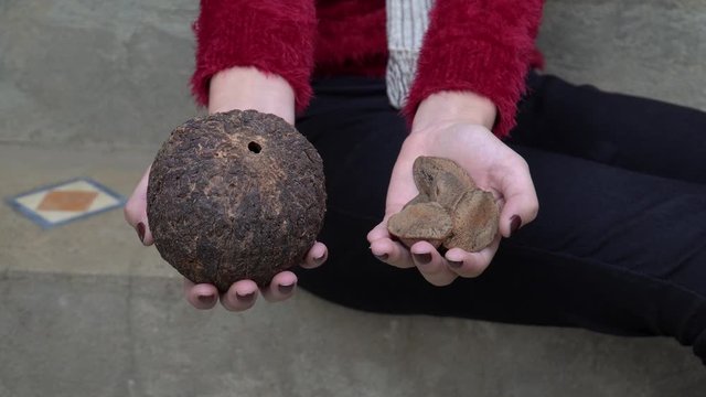 Close up of brazil nuts with shell and coconut from the Amazon in the hand of a girl with red painted nails. Concept of healthy food, health, superfoods, organic, ingredient, gastronomy and cooking. 