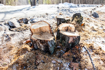 Stump on the ground. Old stumps in the park in winter. Stumps on a forest trail. Deforestation, the constant removal of trees to make way for something other than the forest.