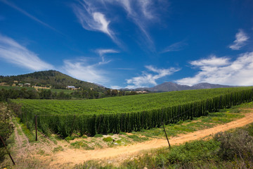 Obraz premium Hops farm in South Africa, Garden Route.