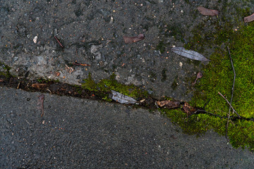 Fototapeta premium Background image of an old concrete slab covered with emerald moss
