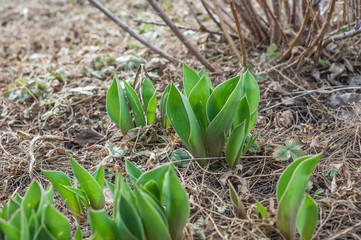 Obraz premium blue primroses in the spring landscape, spring blooming in a clearing, blue spring flowers in the green grass,blue primroses in the garden close up