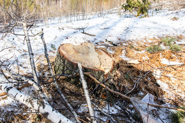 Stump on the ground. Old stumps in the park in winter. Stumps on a forest trail. Deforestation, the constant removal of trees to make way for something other than the forest.