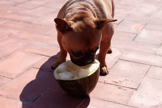 French Bulldog Eating Melon In Sunny Day