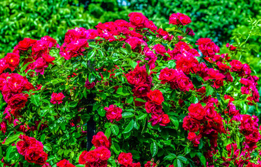 Fototapeta premium large rose bush growing in the garden with blooming red flowers in the rays of the spring sun close-up at full frame