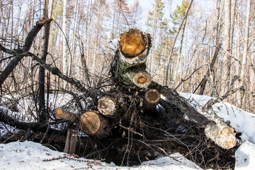 Stump on the ground. Old stumps in the park in winter. Stumps on a forest trail. Deforestation, the constant removal of trees to make way for something other than the forest.