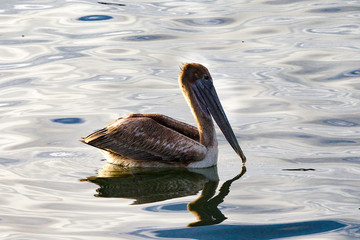 Florida Keys Pelicans