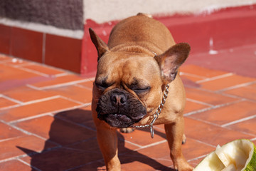 Fototapete bei efototapeten.de bestellen   