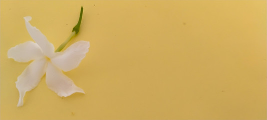 A bouquet of white flowers on a yellow background