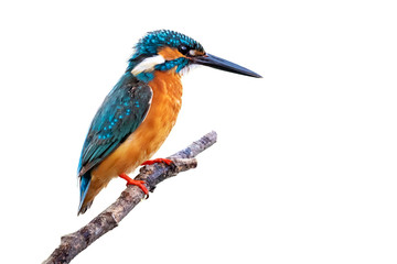 Image of common kingfisher (Alcedo atthis) perched on a branch isolated on white background. Bird. Animals.