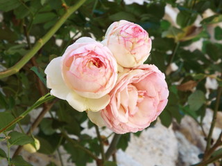 Rosen