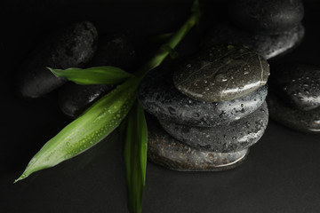 Stones and bamboo sprout in water on dark background. Zen lifestyle