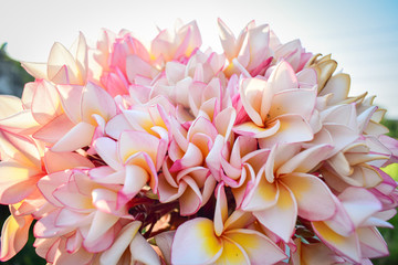 pink and white frangipani flowers