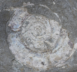 Fossilised ammonite in a grey rock