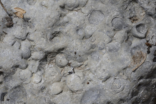 Rock fossil background with ancient life imprints © UAV4