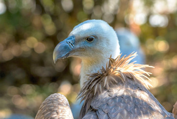portrait of a vulture