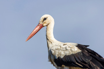 white stork 