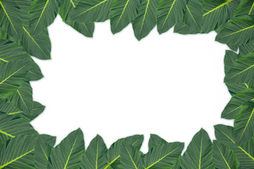 Frame of green leaves  on white background with copy space