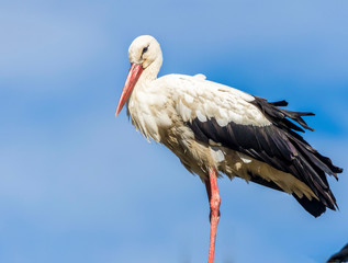 white stork in the nest