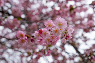 Cherry blossoms in the Prague city garden
