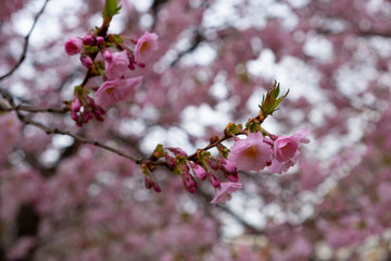 Cherry blossoms in the Prague city garden