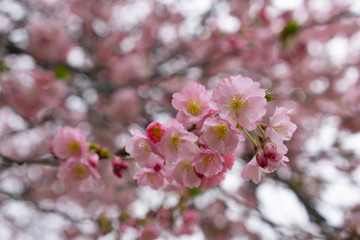 Fototapeta na wymiar Cherry blossoms in the Prague city garden