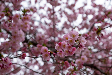 Flowering cherry trees in the Prague city garden. Petrin Hill, Czech Republic