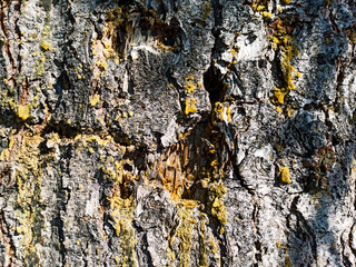 bark tree with resin, cedar