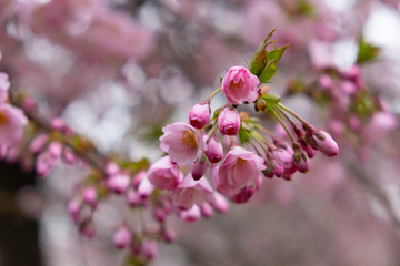 Fototapeta premium Cherry blossoms in the Prague city garden