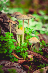 mushrooms in the forest