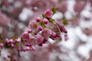 Cherry blossoms in the Prague city garden