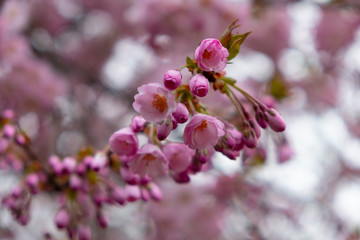 Flowering cherry trees in the Prague city garden