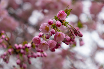 Flowering cherry trees in the Prague city garden