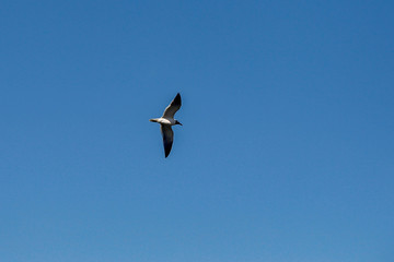Florida Keys Pelicans and Aquatic Birds