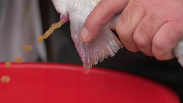 Ovulated eggs flowing from fish genital vent while it is being manually stripped