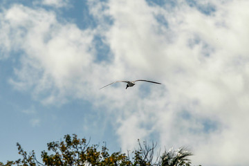 Florida Keys Pelicans and Aquatic Birds