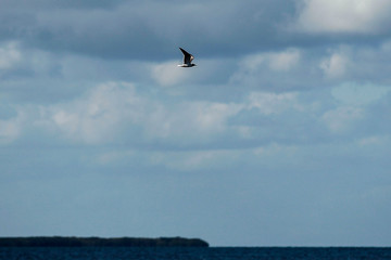 Fototapeta na wymiar Florida Keys Pelicans and Aquatic Birds