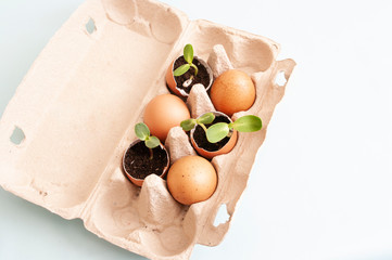 Eggshells with fresh sprouts and soil. Garden beds at home. Growing vegetables, zero waste.