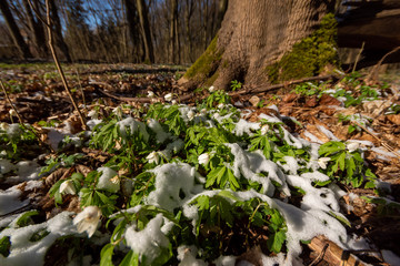 Wiosna w lesie. Las Zwierzyniecki, Białystok, Podlasie, Polska