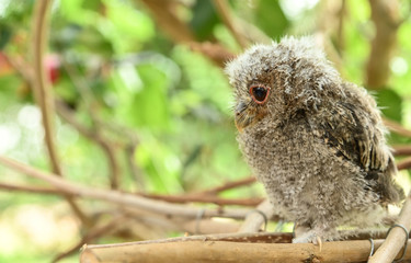  Barred Owlet on tree in nature