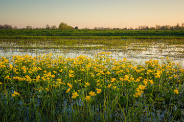 Marsh marigolds on the backwaters of Narew in Strekowa Gora, Podlaskie, Poland