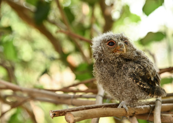  Barred Owlet on tree in nature