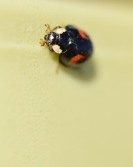 ladybug on a leaf